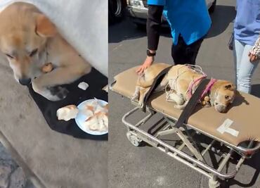 Salvan la vida de perrita en Año Nuevo 2025; piden apoyo para que se recupere