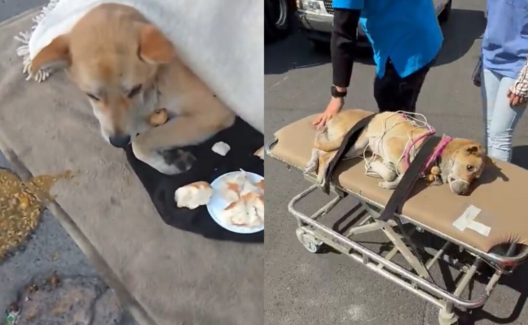 El caso fue atendido por la fundación de rescate animal Seres Libres A.C. Fotos: Seres Libres