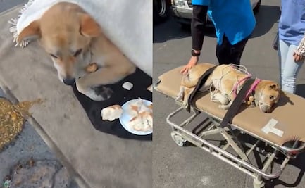 Salvan la vida de perrita en Año Nuevo 2025; piden apoyo para que se recupere