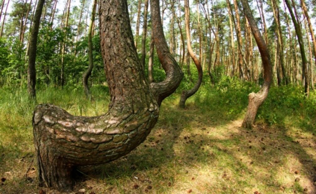 El Bosque Torcido: nadie sabe por qué sus árboles crecen así