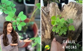 Crea tu propio amuleto verde; guía paso a paso  para sembrar tréboles de cuatro hojas en casa