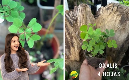 Crea tu propio amuleto verde; guía paso a paso para sembrar tréboles de cuatro hojas en casa