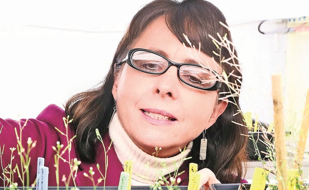 María Elena Álvarez-Buylla Roces cooperará para que “México salga de la terrible crisis socio-ambiental”. (ARCHIVO EL UNIVERSAL)