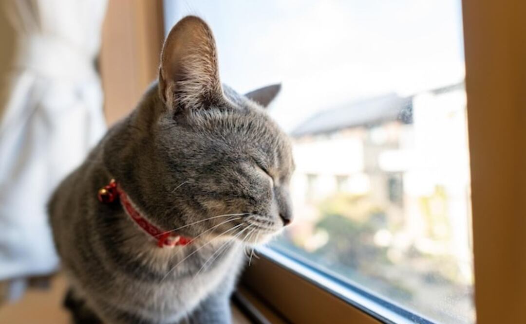 Remedios naturales para mejorar la salud urinaria de los gatos. Fuente: Freepik.