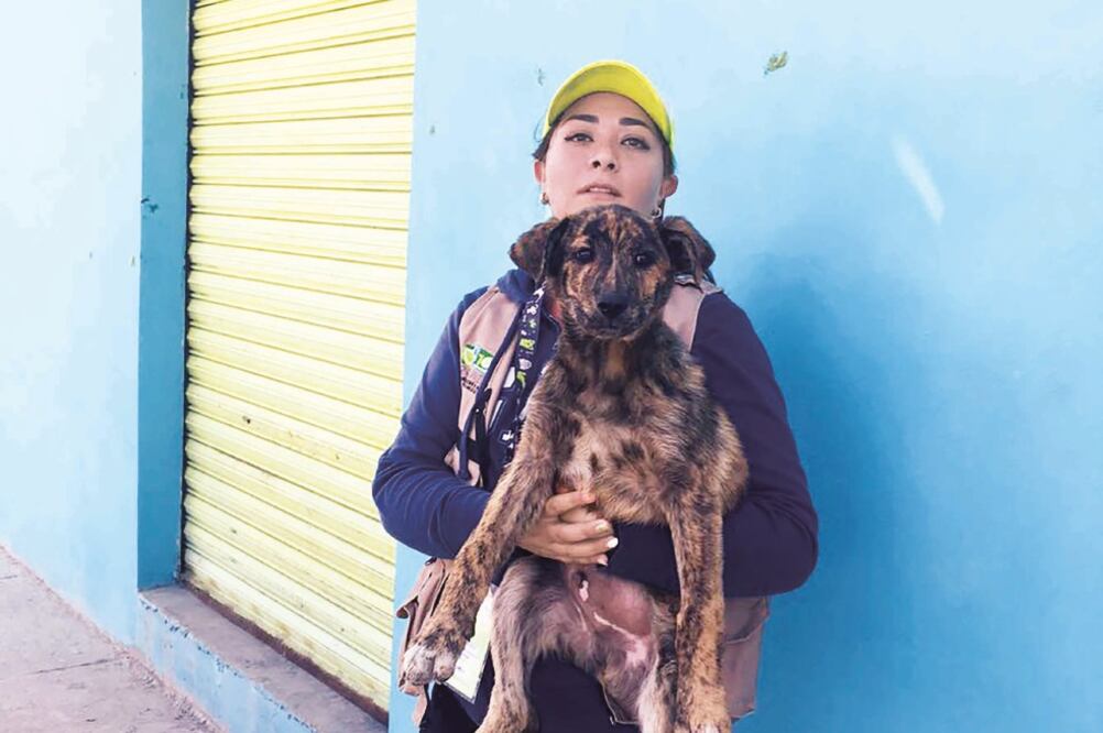 Apoyo. Con estas acciones autoridades de la Propaem buscan bajar 30% la población callejera de canes (ARCHIVO. EL UNIVERSAL)