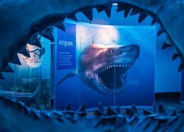 Desde la mandíbula de un megalodón hasta el cerebro de un mini tiburón en la muestra "Tiburones"