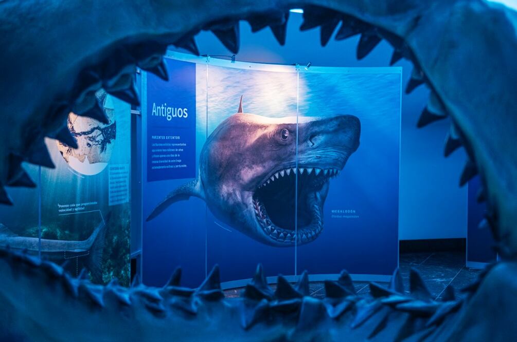 “Tiburones”, exposición temporal del  Museo de Historia Natural y Cultura Ambiental. 
Foto: Tiburones. Fundación Coppel, cortesía