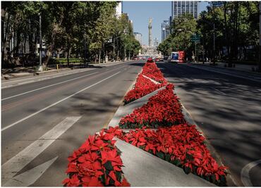 ¡Miles de nochebuenas adornan la CDMX!; La planta mexicana llena de color casi 39 kilómetros de avenidas