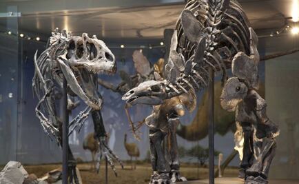 Subastarán esqueleto de Allosaurus de 155 millones de años