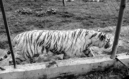 Encuentran muerto a tigre de bengala que se fugó de zoológico en Puebla; flotaba bajo árboles caídos