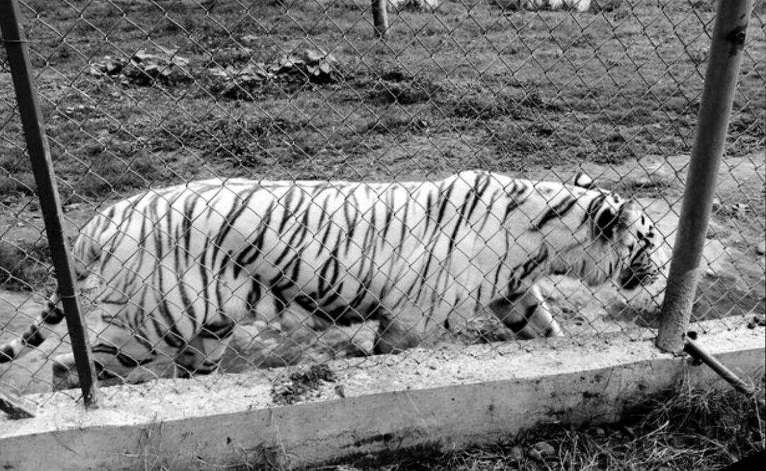Encuentran muerto a tigre de bengala que se fugó de zoológico en Puebla; flotaba bajo árboles caídos Foto: Especial