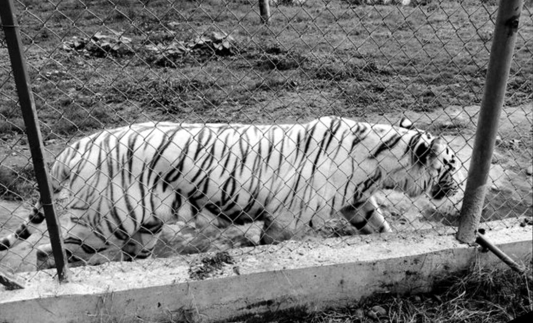 Encuentran muerto a tigre de bengala que se fugó de zoológico en Puebla; flotaba bajo árboles caídos Foto: Especial
