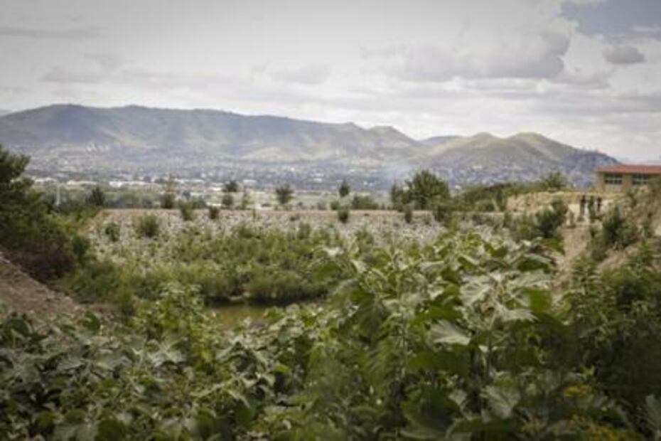 “El Quijote” que impulsa la reforestación 