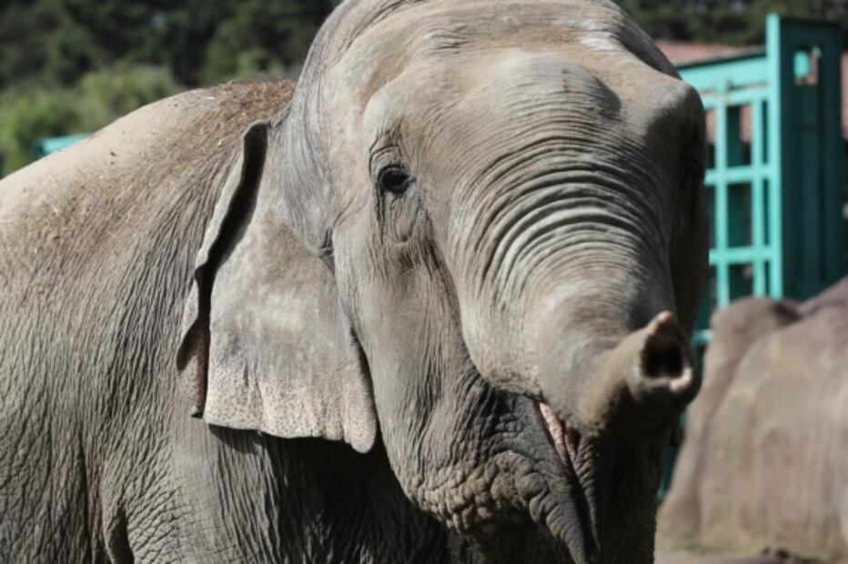Elefante Big Boy tendrá a elefanta Bireki por compañera, tras vivir en el zoológico de Zacango