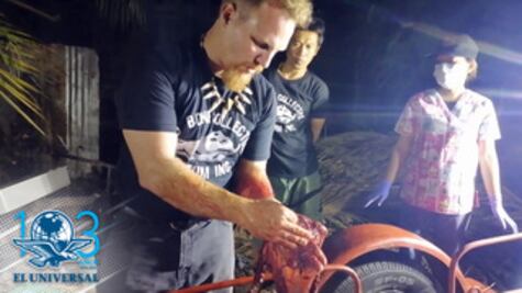 Hallan ballena muerta con 40 kilos de plástico en el estómago en Filipinas