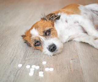 Mascotas envenenadas