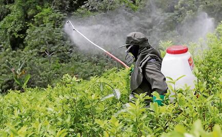 IP reconoce prohibición de 35 plaguicidas peligrosos; gobierno debe basarse en criterios científicos, asegura