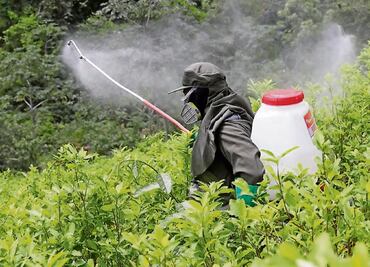 México: el maíz transgénico se extiende sin control