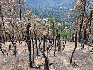 Luchan contra el fuego en Mineral del Chico 
