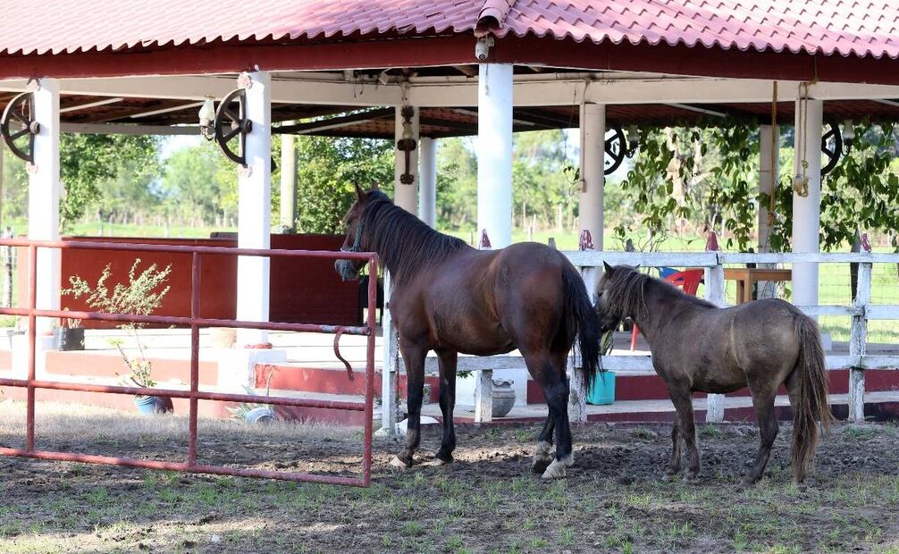 Aseguran animales exóticos en rancho de Tabasco tras operativo / Foto: Especial