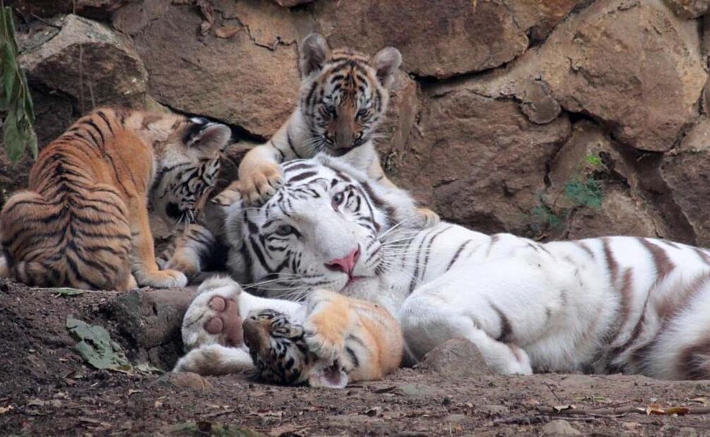 Indira, tigresa del Zoológico de Cali, muere tras enfrentamiento con su hijo. (18/08/25) Fotos: El Tiempo