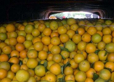 Dos hombres reciben 15 años de prisión por robar camión con 20 toneladas de naranjas; pagarán multa de más 134 mil pesos