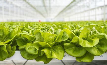 Estudiantes del Cessa crean recetario de ensaladas con lechugas hidropónicas