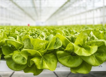 Estudiantes del Cessa crean recetario de ensaladas con lechugas hidropónicas