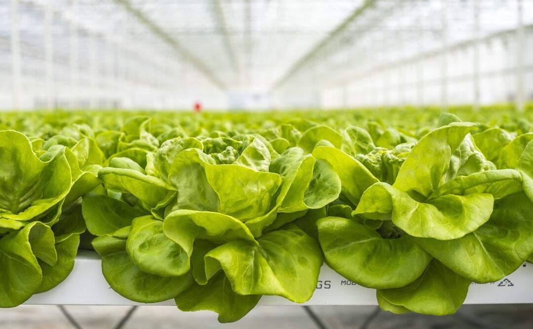 Lechugas Hidropónicas de Grupo Altex. Foto: cortesía