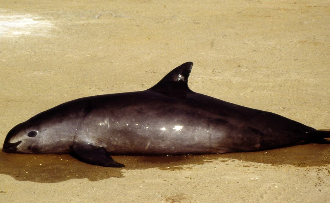 La especie está catalogada en peligro de extinción debido a la amenaza que representa la pesca ilegal de la totoaba. /Archivo - EL UNIVERSAL