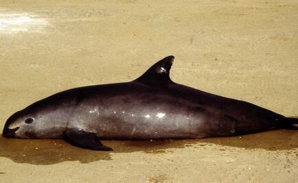 Veda, primer compromiso cumplido de acuerdo DiCaprio-Slim