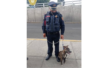 “Parejita” o “Mailo”: buscan nombre para perrito rescatado por policía en la GAM