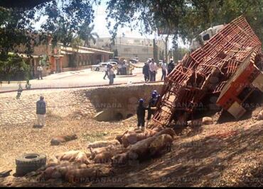 Arrolla tren a tráiler que transportaba cerdos en Navojoa