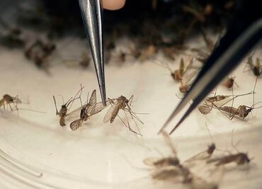 Ssa: suman 265 nuevos casos de zika en una semana