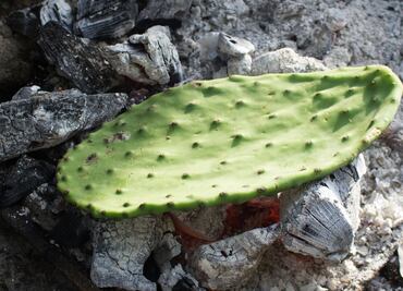 Estas son las propiedades curativas del nopal