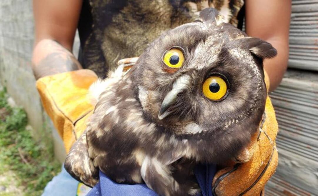 El búho cornudo o real es una especie en vía de extinción en Colombia (Foto: El Tiempo / Colombia / GDA)