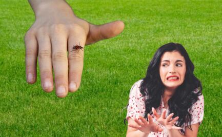 Chinche de fuego en casa; ¿qué tan peligrosa es y cómo evitar que invada tu hogar?