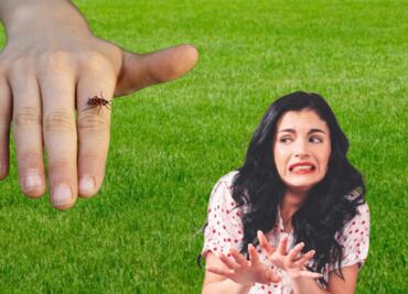 Chinche de fuego en casa; ¿qué tan peligrosa es y cómo evitar que invada tu hogar?