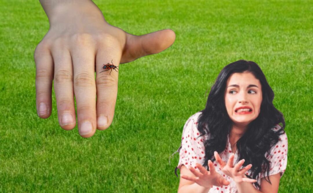 Los expertos coinciden en que no hay insecticidas aprobados específicamente para esta especie en algunas regiones de América.
Foto: El Universal