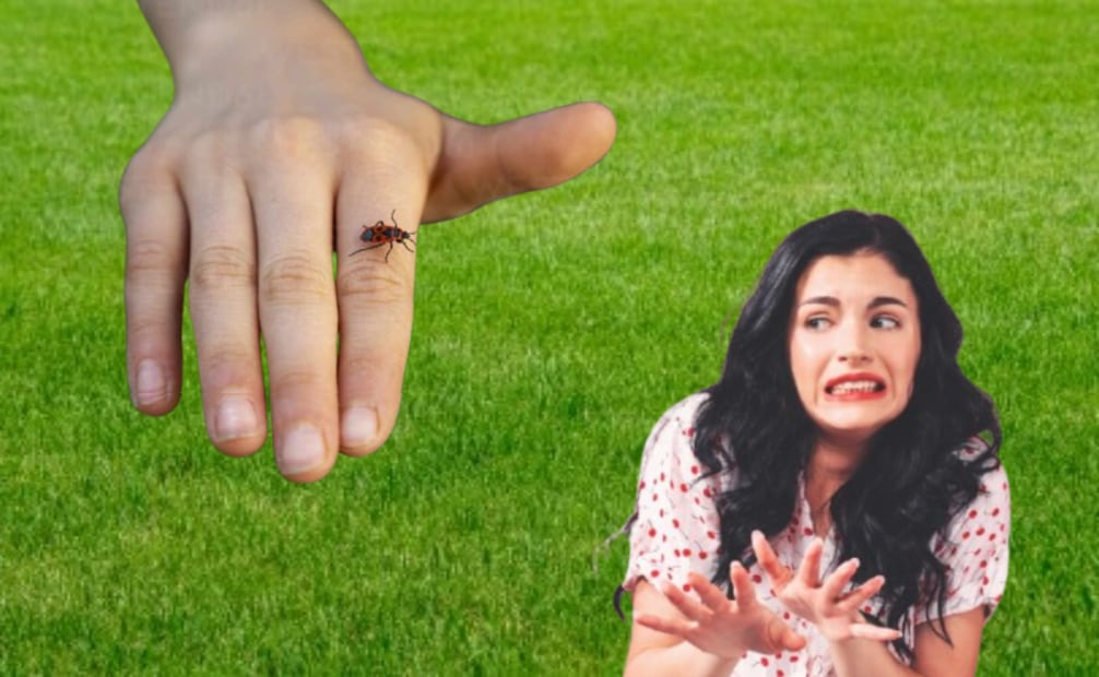 Los expertos coinciden en que no hay insecticidas aprobados específicamente para esta especie en algunas regiones de América.
Foto: El Universal