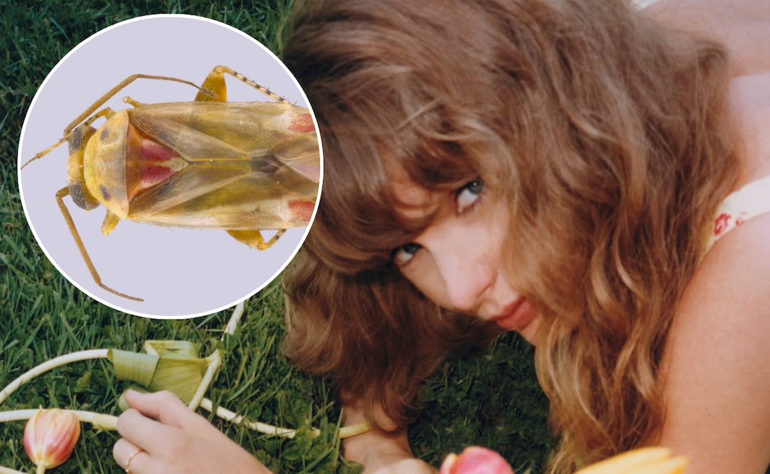Insectos herbívoros recién descubiertos reciben nombres inspirados en Taylor Swift. Foto: X y Sarah Schroeder / UCR