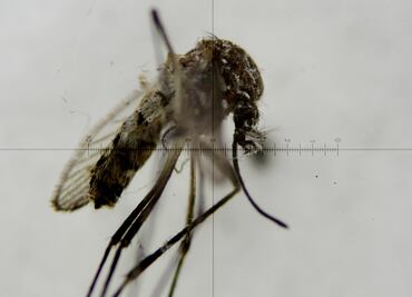 Nuevas estrategias contra el dengue, chikungunya y zika
