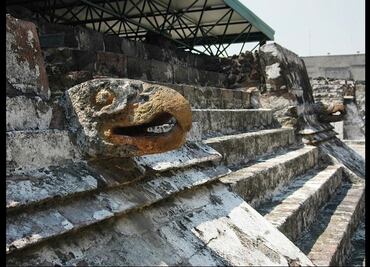 El águila real, símbolo patrio y encarnación de fiereza para los mexicas