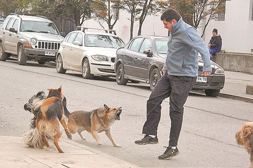 Las mordeduras de perro habitualmente se dan en el espacio público, en la calle sobre todo, y en ocasiones son por mascotas que no están del todo domesticadas, dijeron especialistas. ARCHIVO EL UINVERSAL