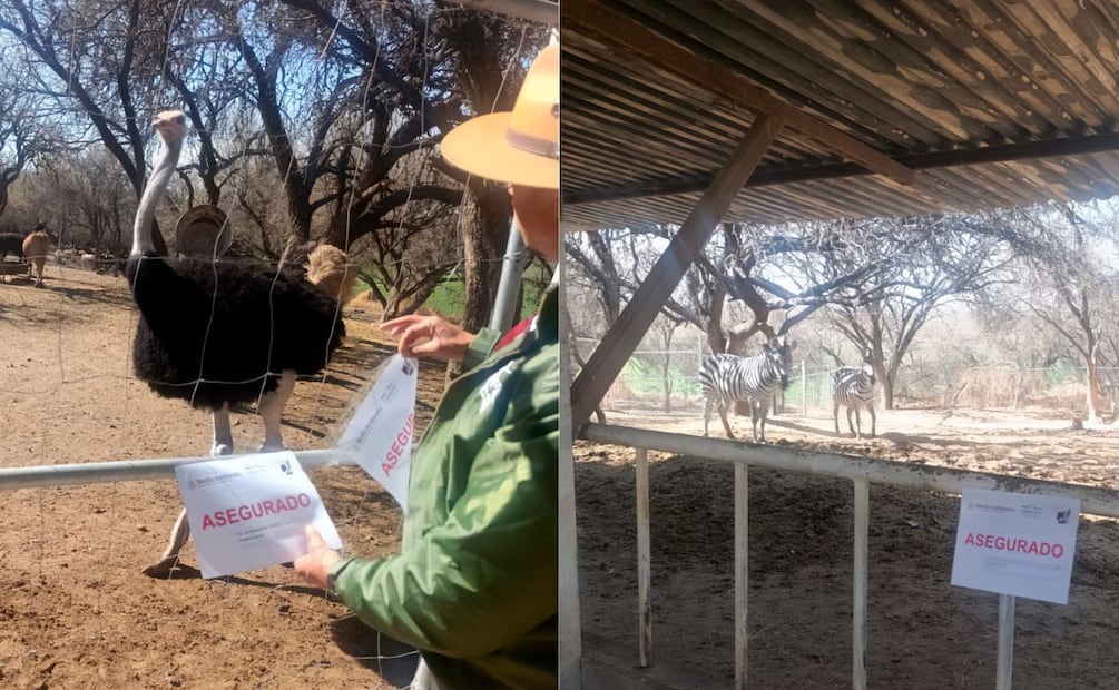 Profepa aseguró 44 especies silvestres durante inspección. Aguascalientes. Febrero 2026. Foto: Especial