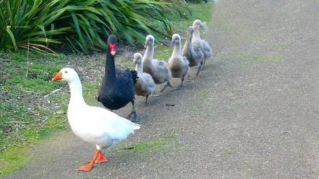 Muere Thomas, el ganso bisexual y amoroso