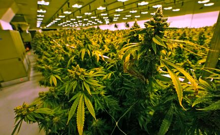 Para comercializarla, México debe conocer el negocio medicinal de la cannabis: experto