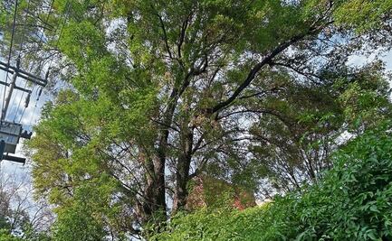 Medio Ambiente reitera que no está autorizado derribo de laurel llamado "Laureano" en Benito Juárez; habrá reunión con vecinos para escucharlos