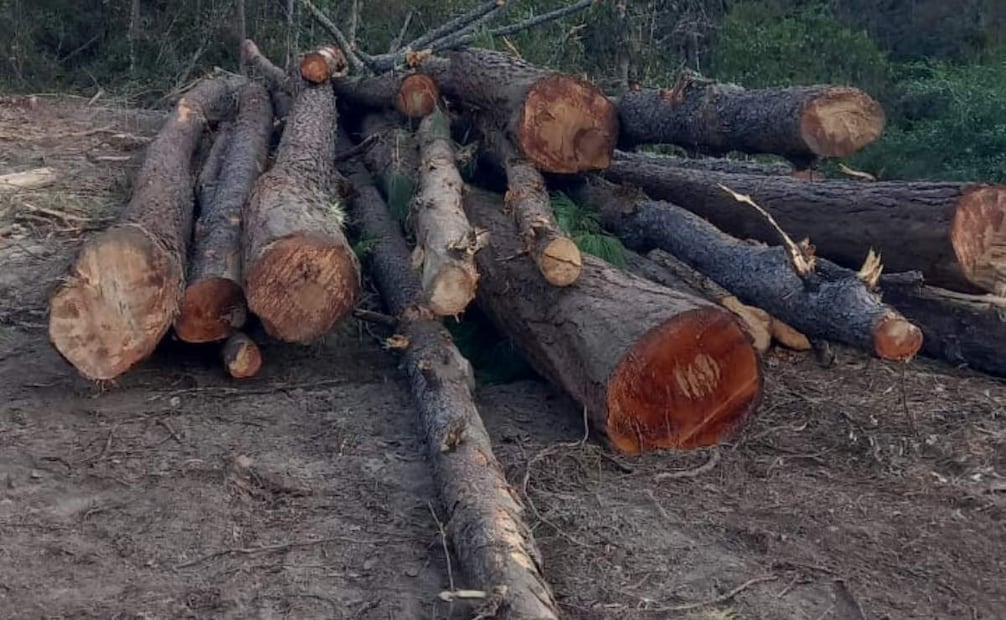 Habitantes de Huixtán, Chiapas alertan tala de 200 hectáreas; acusan intimidaciones de hombres armados.
Foto: Especial.
