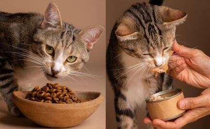 Esta es la importancia de la vitamina A en los gatos, según veterinaria